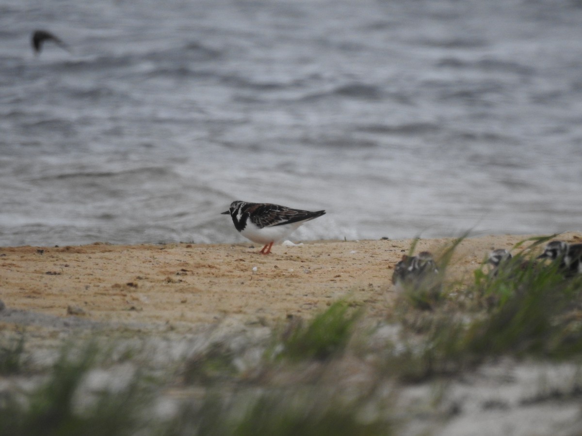 Ruddy Turnstone - ML541812091