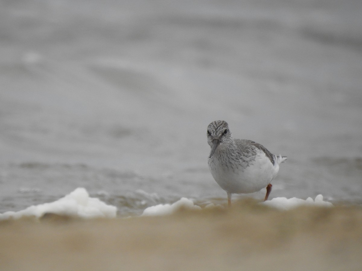 Terek Sandpiper - ML541812141