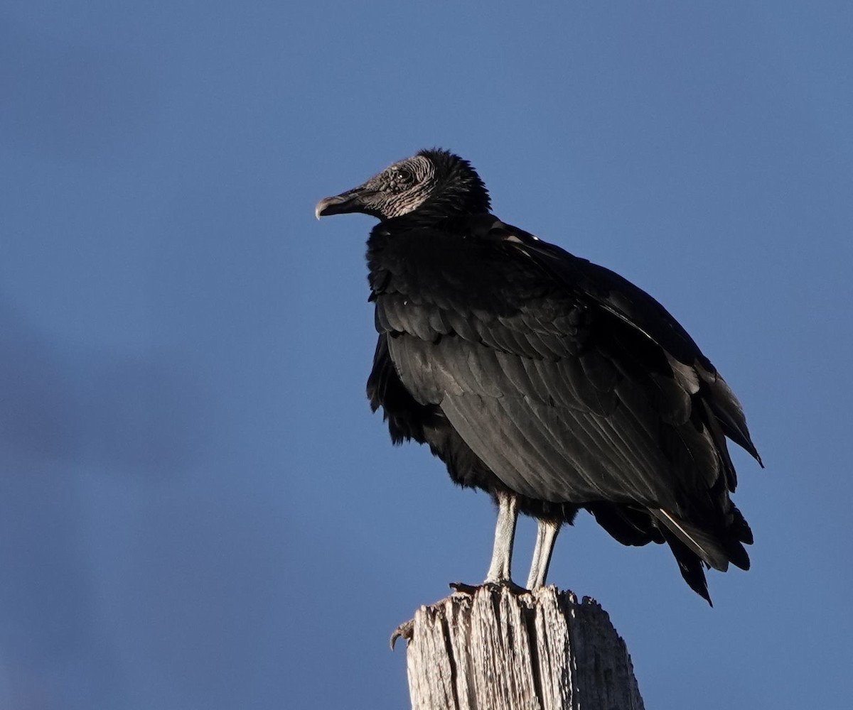 Black Vulture - ML541812231