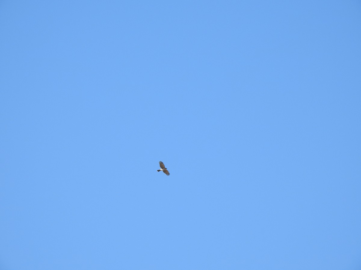 Sharp-shinned Hawk (Rufous-thighed) - ML541813301