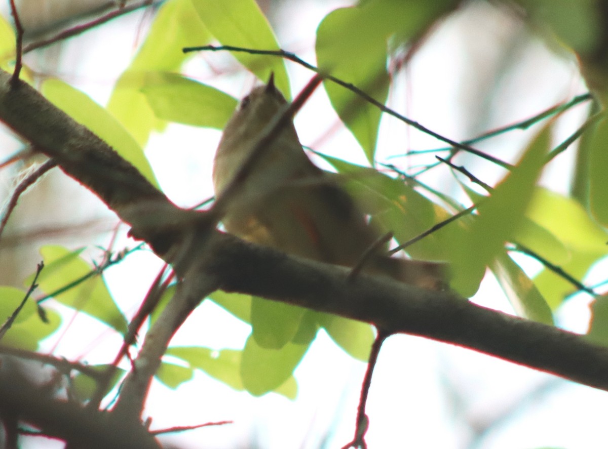 Ruby-crowned Kinglet - ML541813711