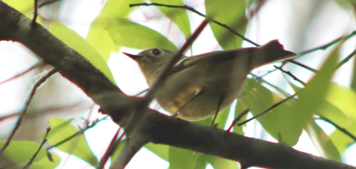 Ruby-crowned Kinglet - ML541813911