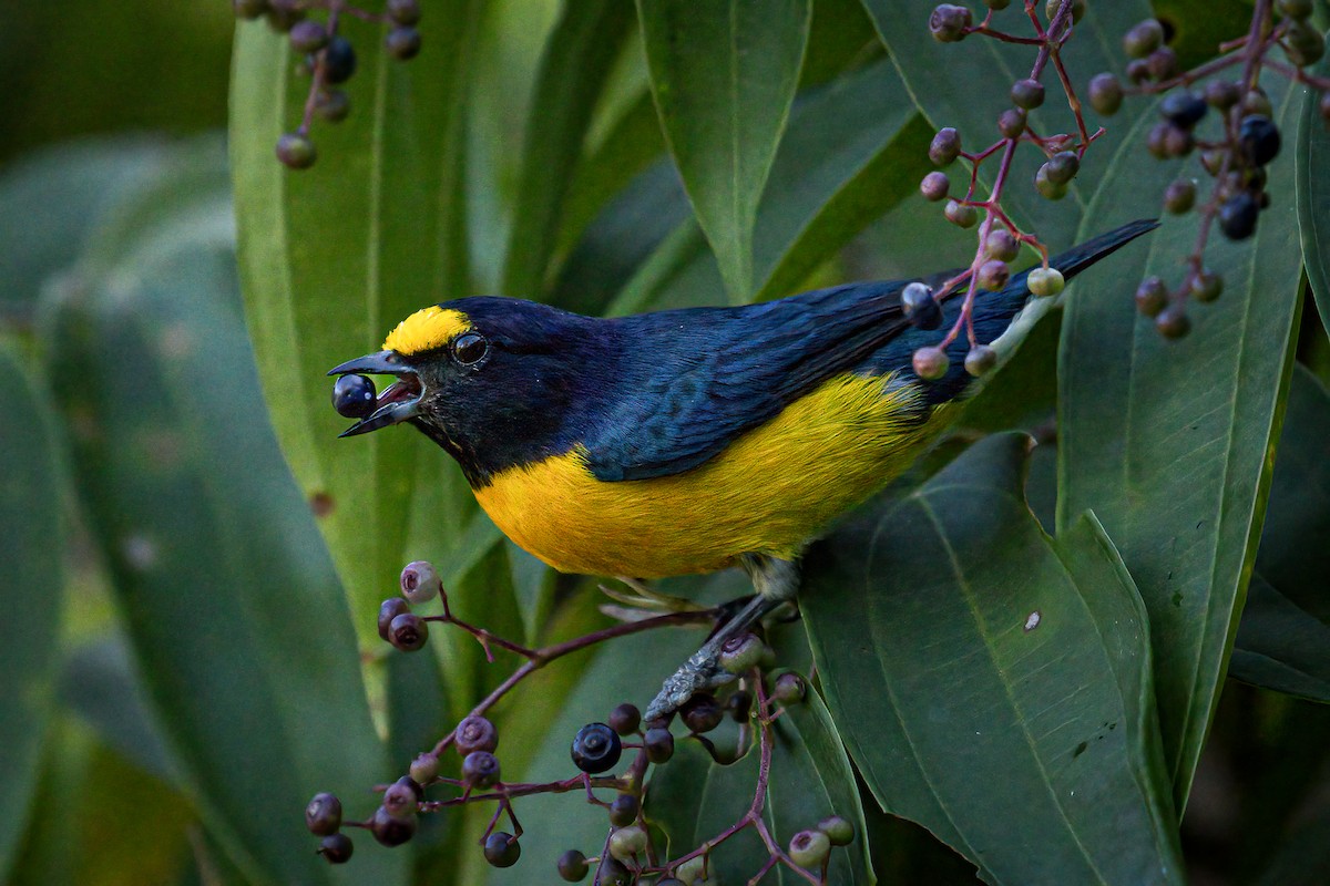 White-vented Euphonia - ML541815051