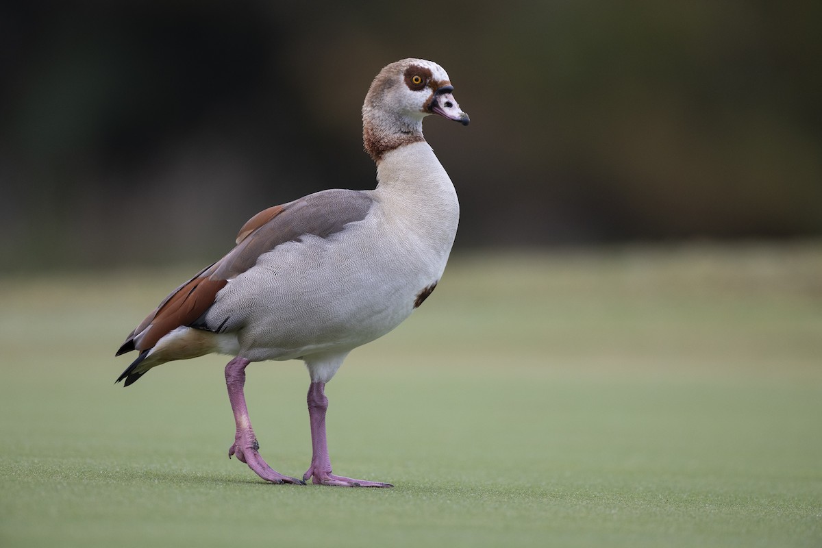 Egyptian Goose - Michael Stubblefield