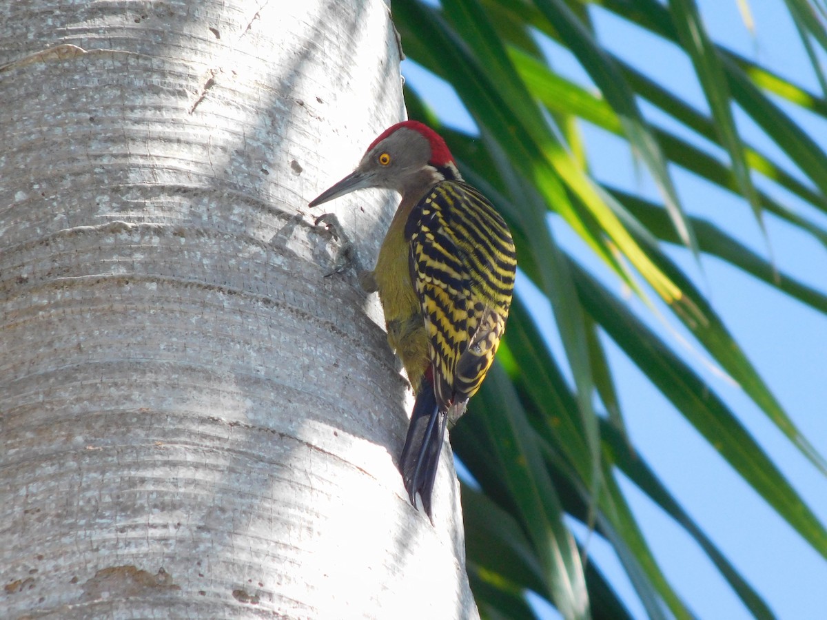 Hispaniolan Woodpecker - Alex Gutjahr