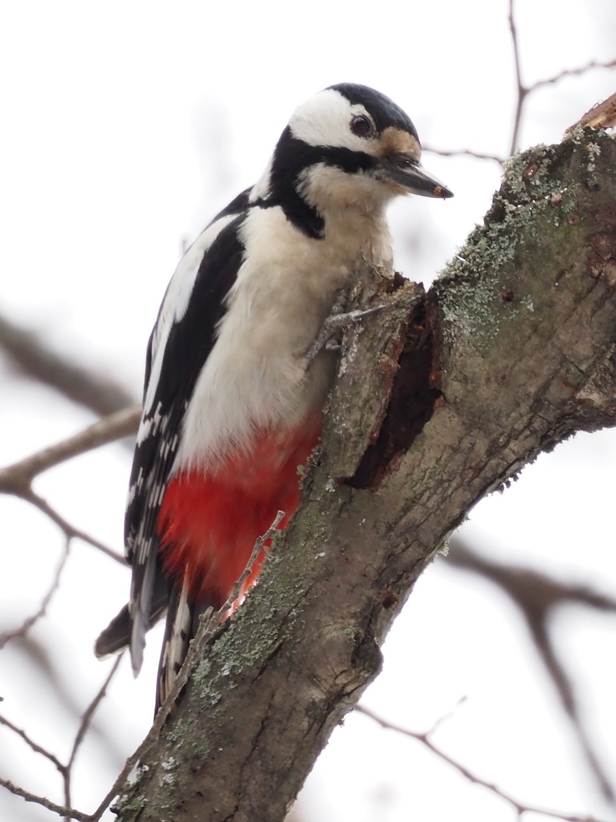 Great Spotted Woodpecker - ML541816011