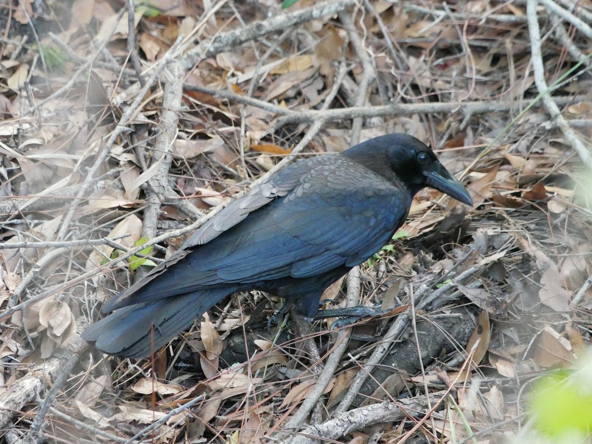 American Crow - ML541816321