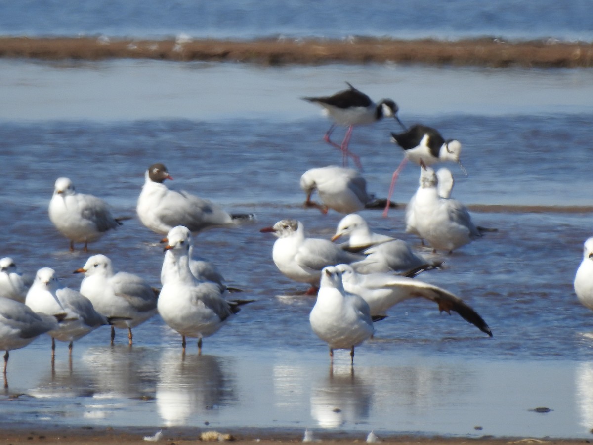 Brown-hooded Gull - ML541816381