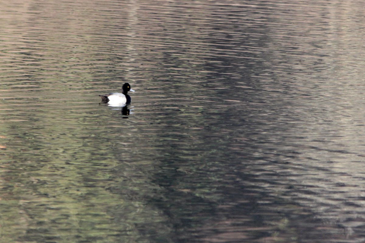 Lesser Scaup - ML541816641