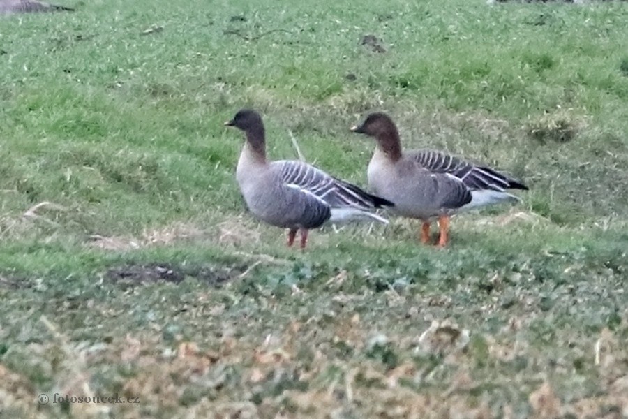 Pink-footed Goose - ML541816821