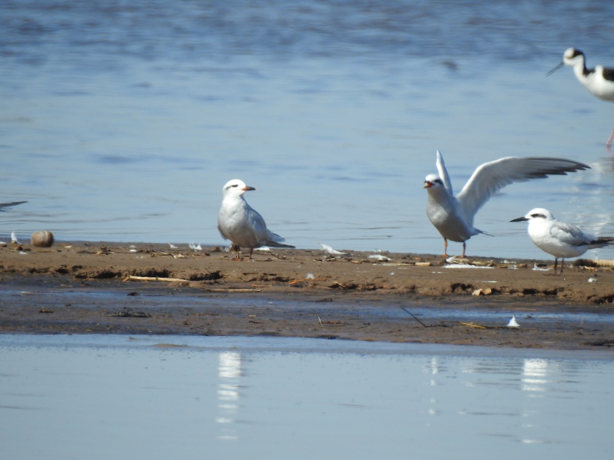 Snowy-crowned Tern - ML541817181