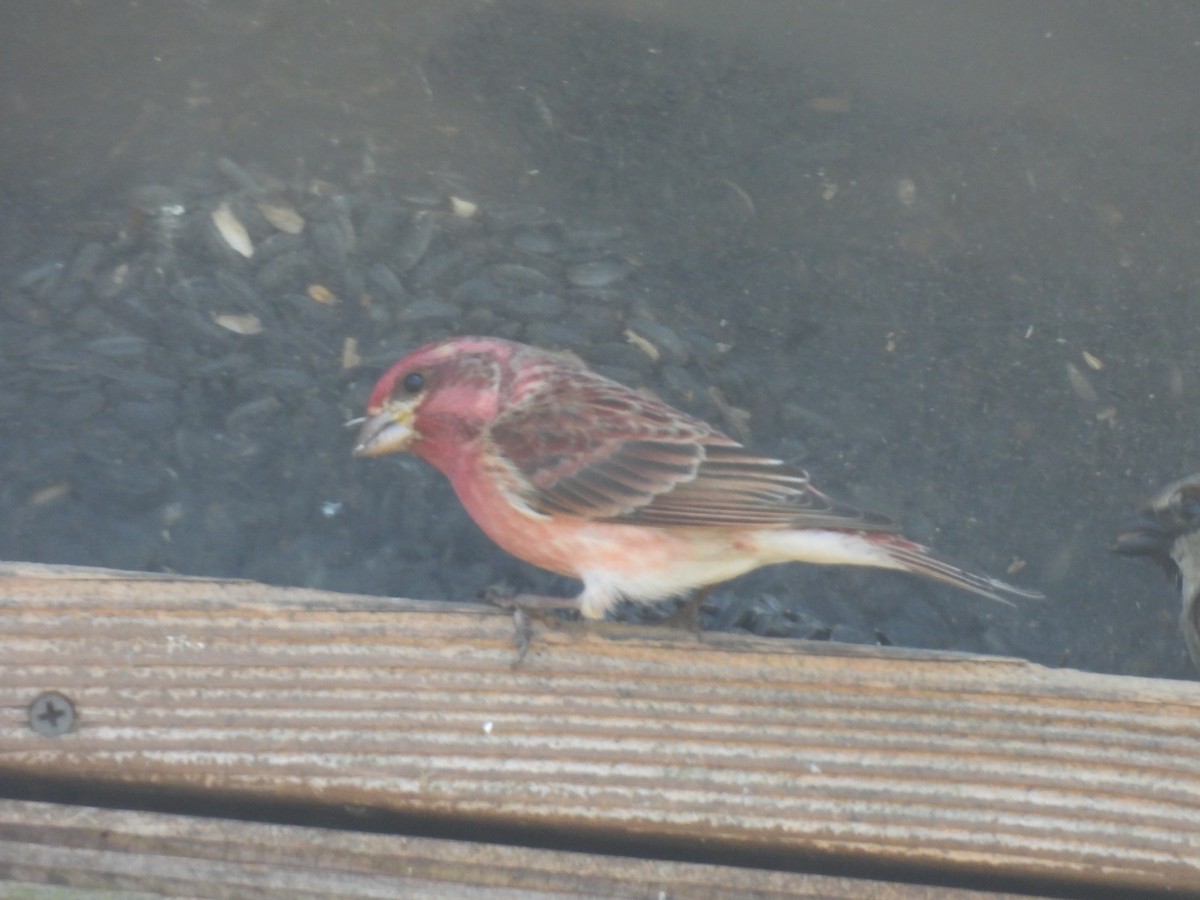 Purple Finch - ML541817471