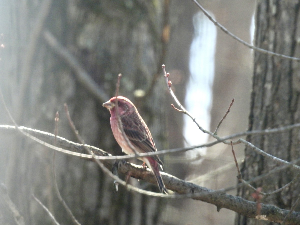 Purple Finch - ML541817501