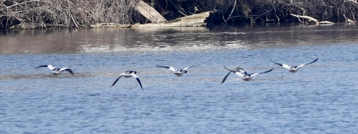 Common Merganser - ML541817521