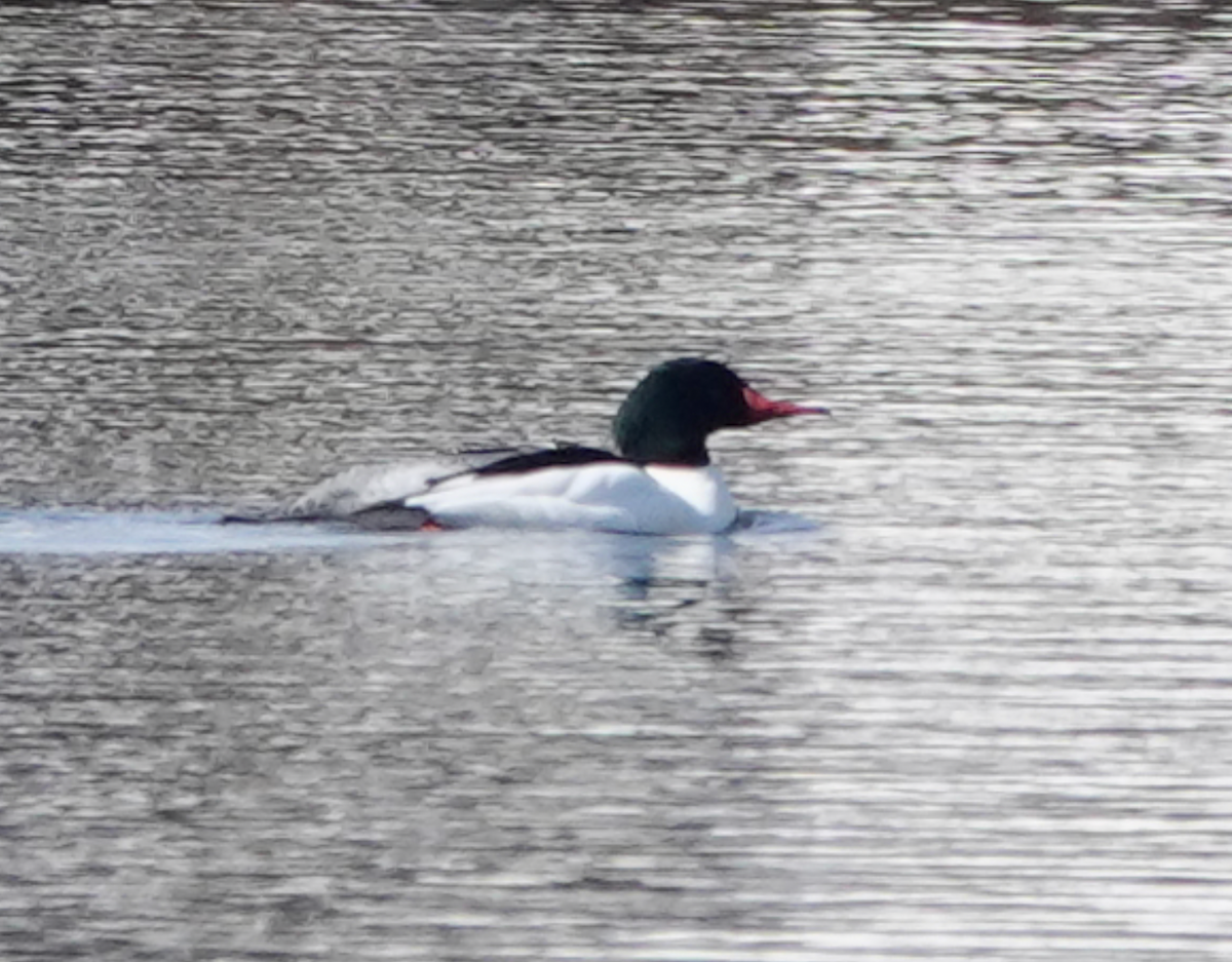 Common Merganser - ML541817551