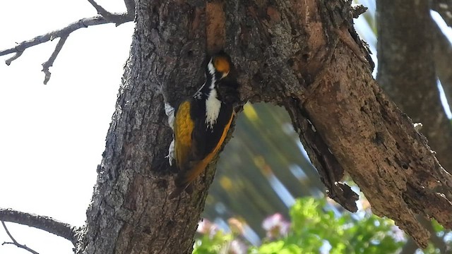 White-naped Woodpecker - ML541817811