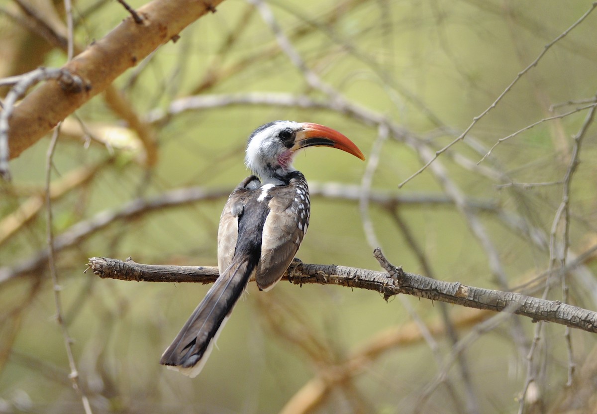 Western Red-billed Hornbill - ML541818191