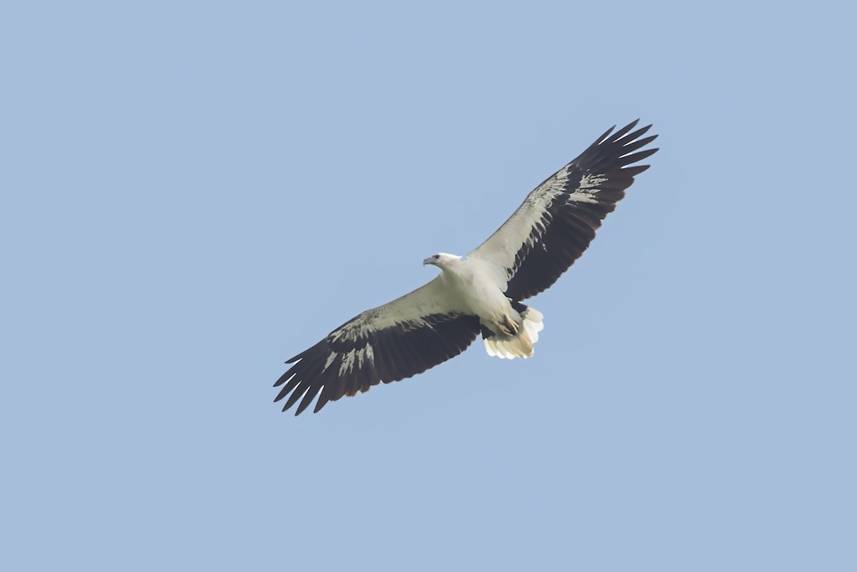 White-bellied Sea-Eagle - ML541818451