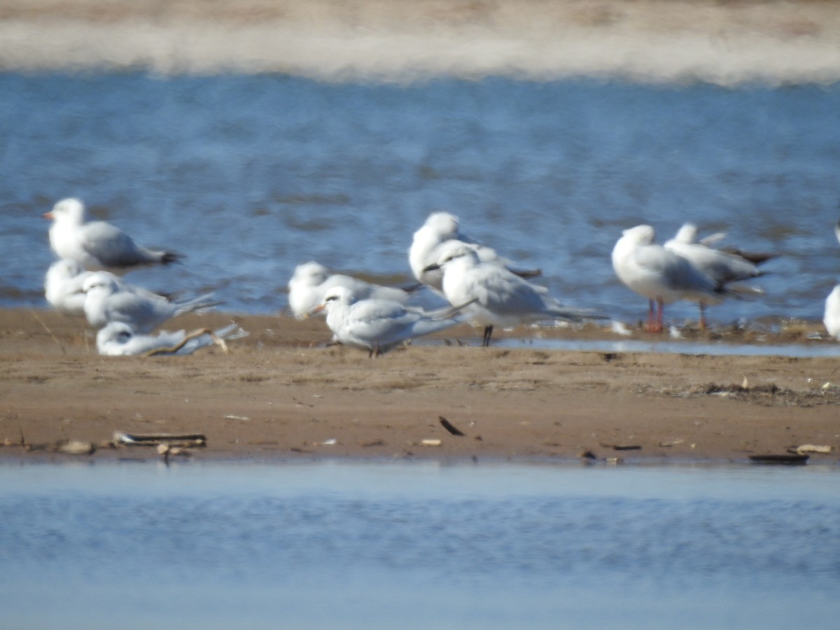 Gull-billed Tern - Martín Toledo