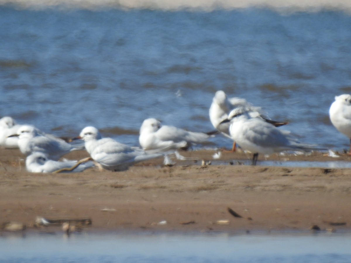 Gull-billed Tern - ML541819701