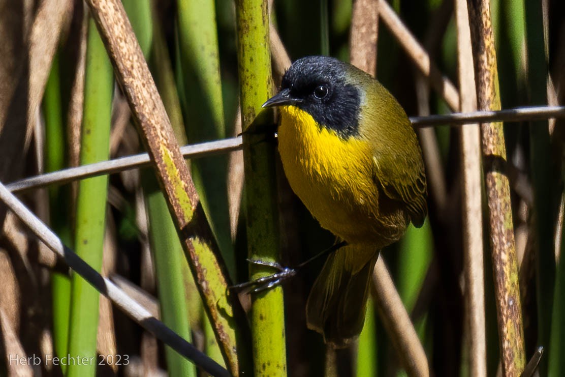 Black-polled Yellowthroat - Herbert Fechter