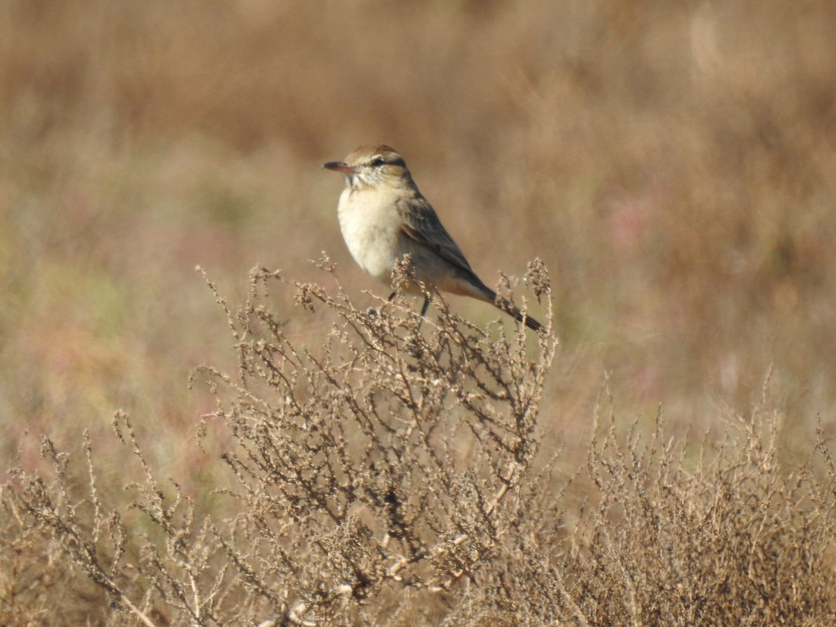 Gray-bellied Shrike-Tyrant - ML541820761