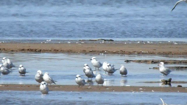 Snowy-crowned Tern - ML541820891