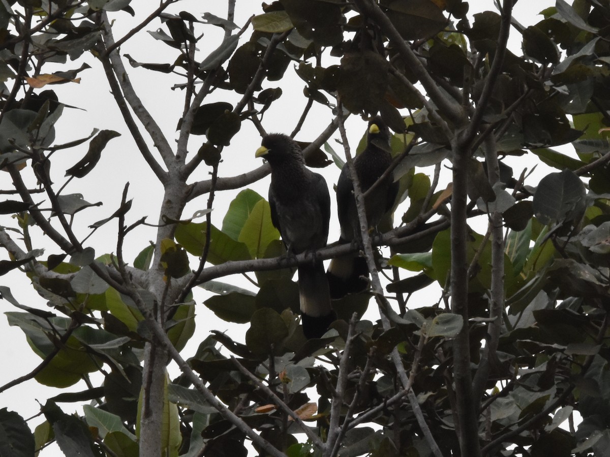 Eastern Plantain-eater - ML541822451