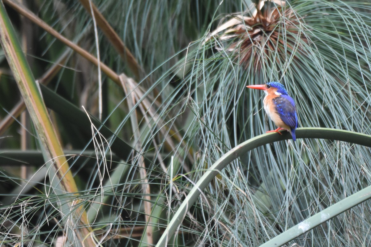 Malachite Kingfisher - ML541822721