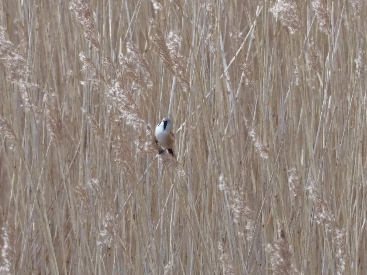 Bearded Reedling - ML541823621