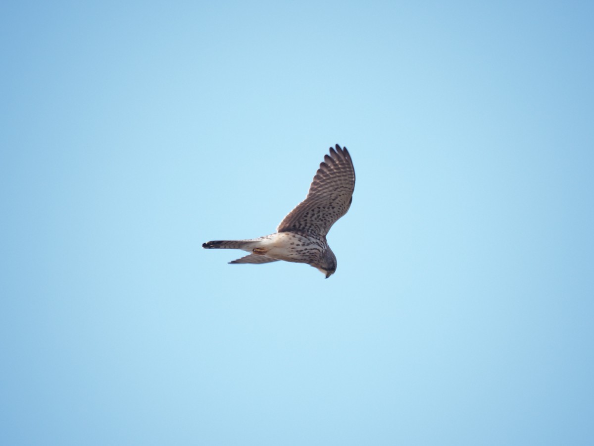 Eurasian Kestrel - Axel Kirby