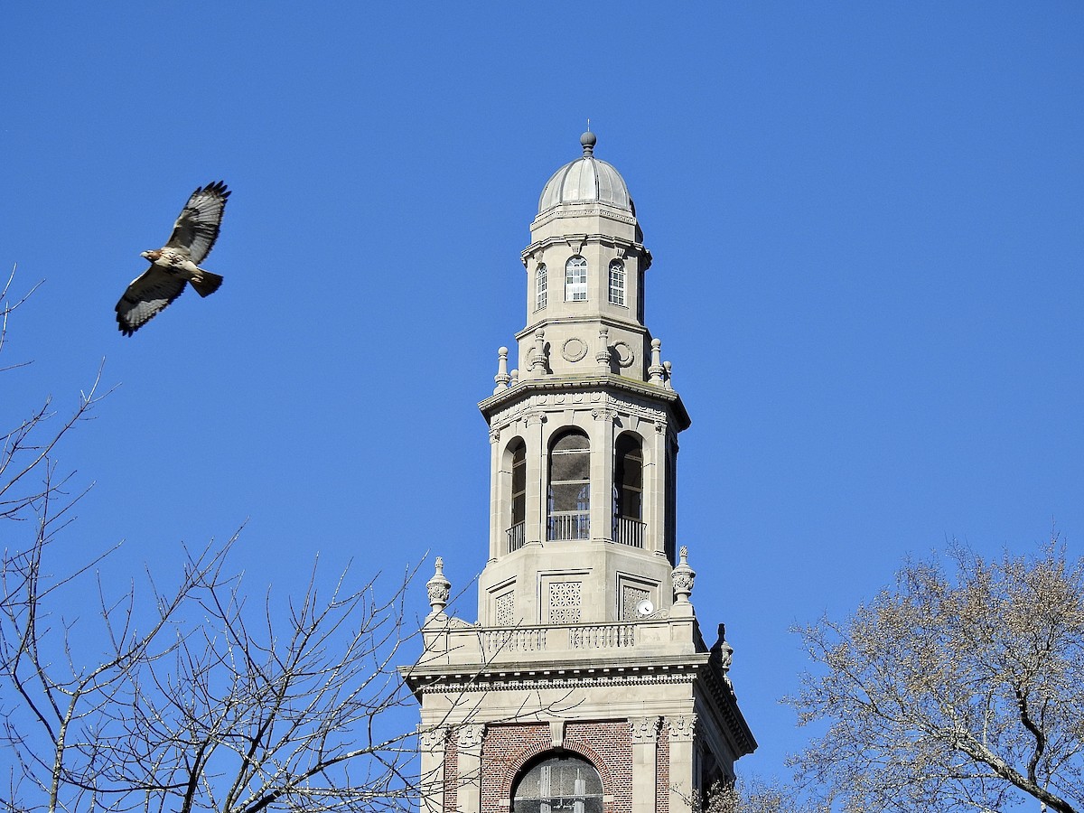 Red-tailed Hawk - ML541824351