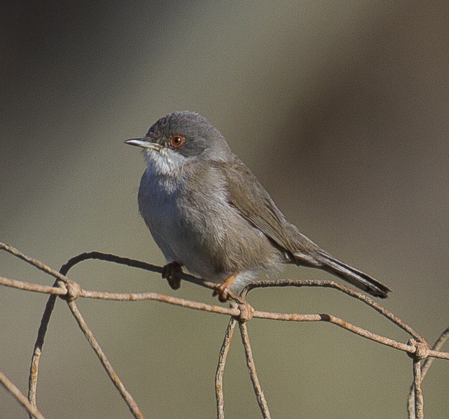 Sardinian Warbler - ML541824911