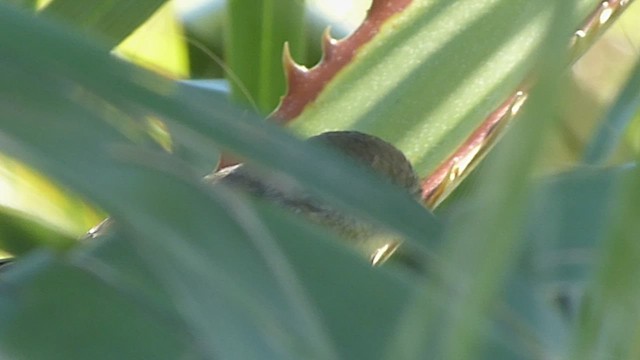 Variable Antshrike - ML541825401