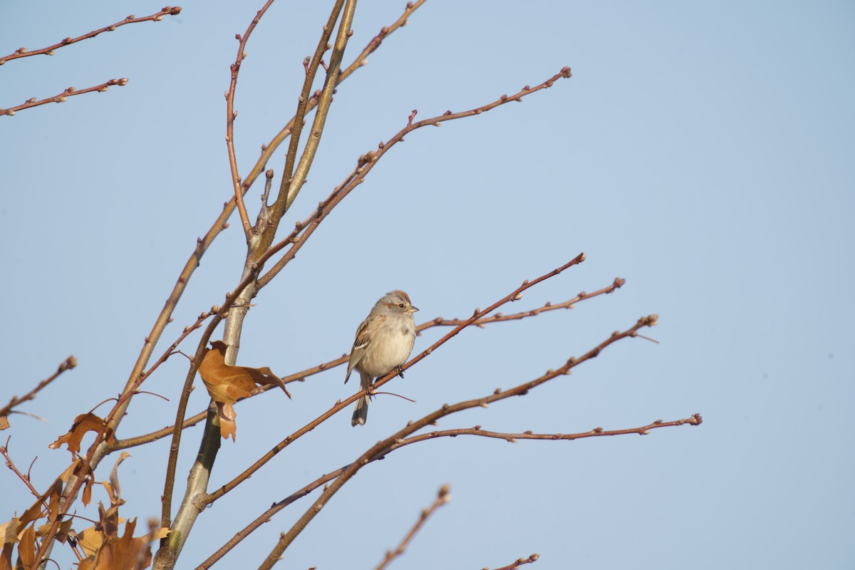 American Tree Sparrow - ML541825821