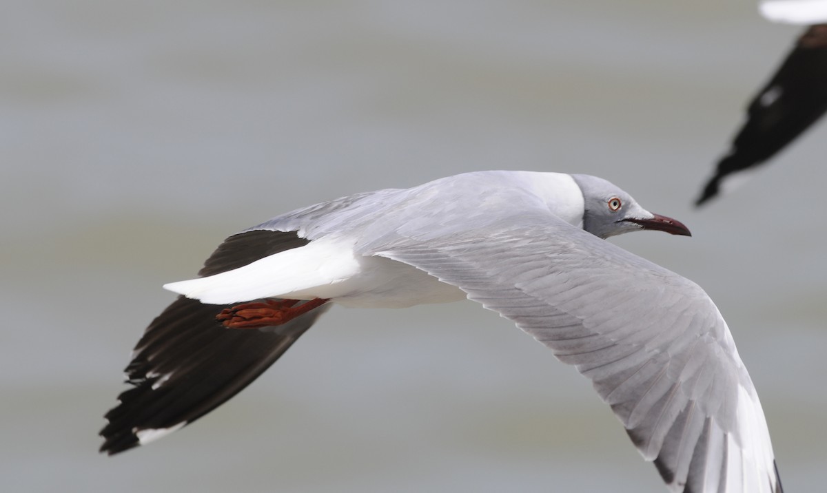 Gray-hooded Gull - ML541826401