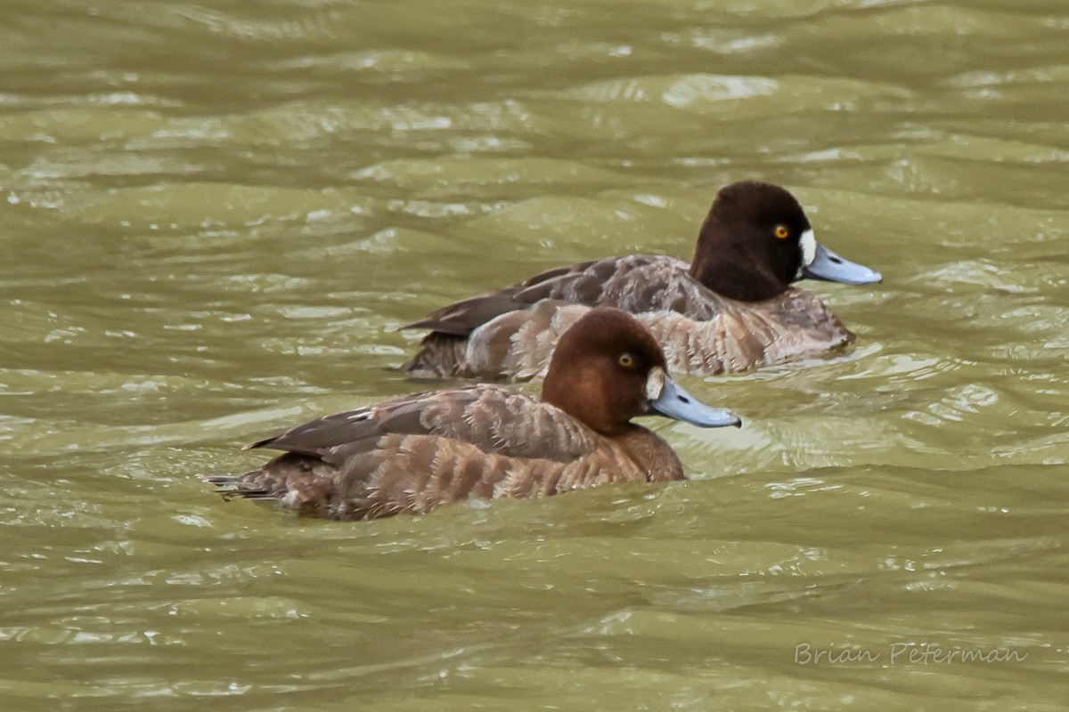 Lesser Scaup - ML541826631