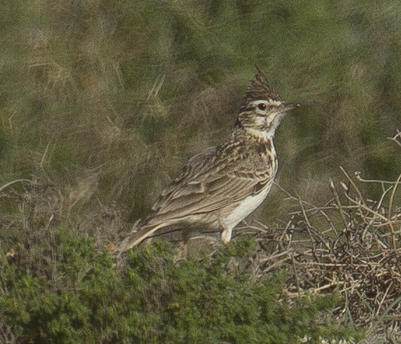 Crested Lark - ML541827091