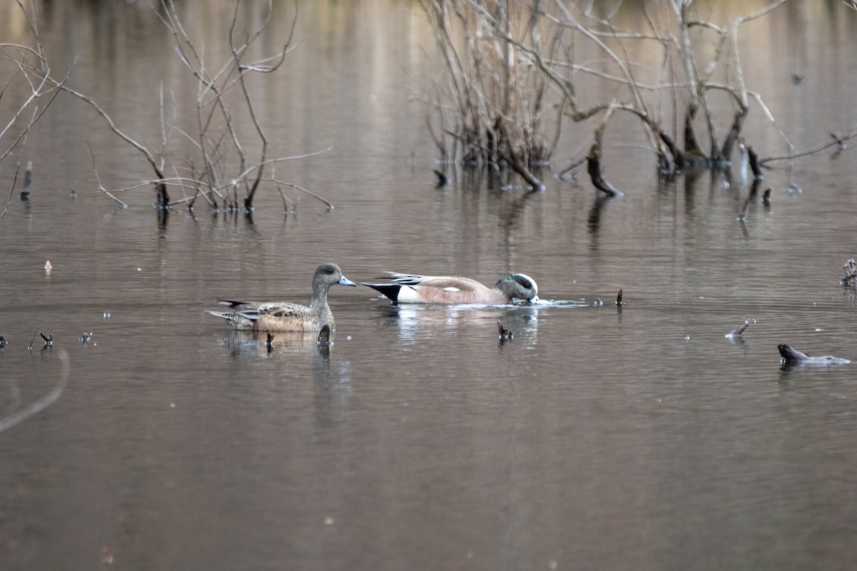 American Wigeon - ML541827171