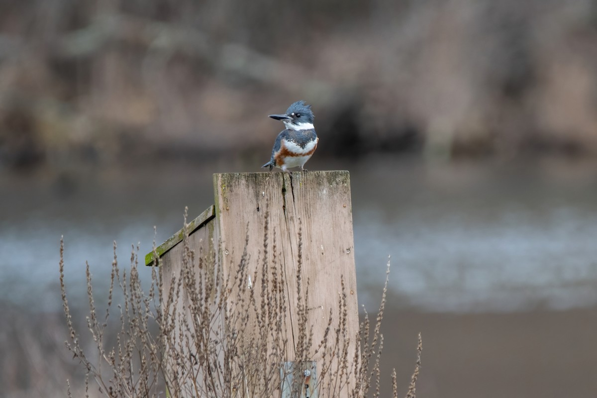 Belted Kingfisher - ML541827651