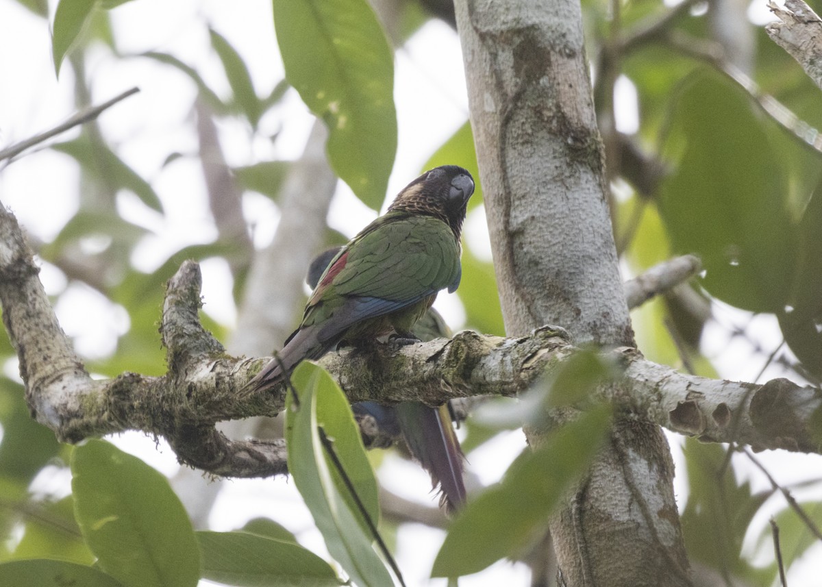 Painted Parakeet - ML541827911