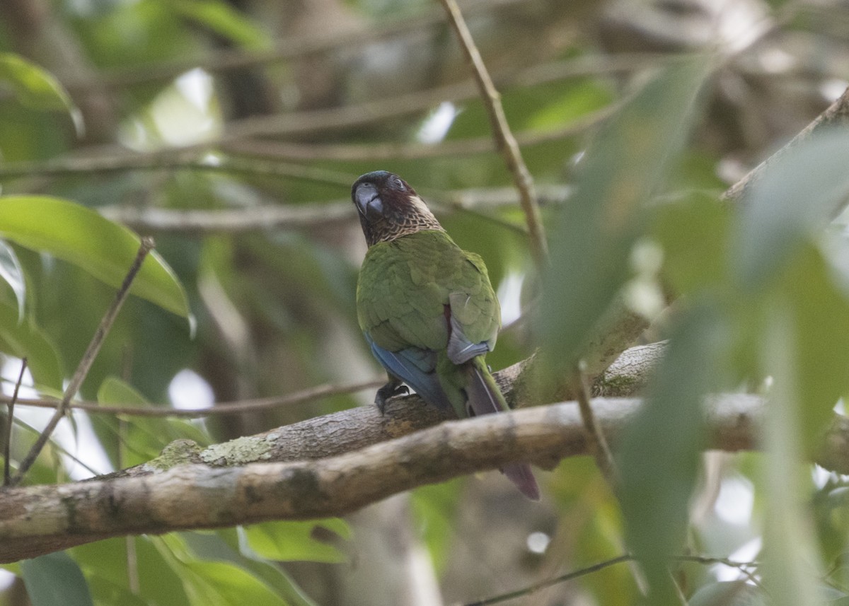 Painted Parakeet - ML541827921