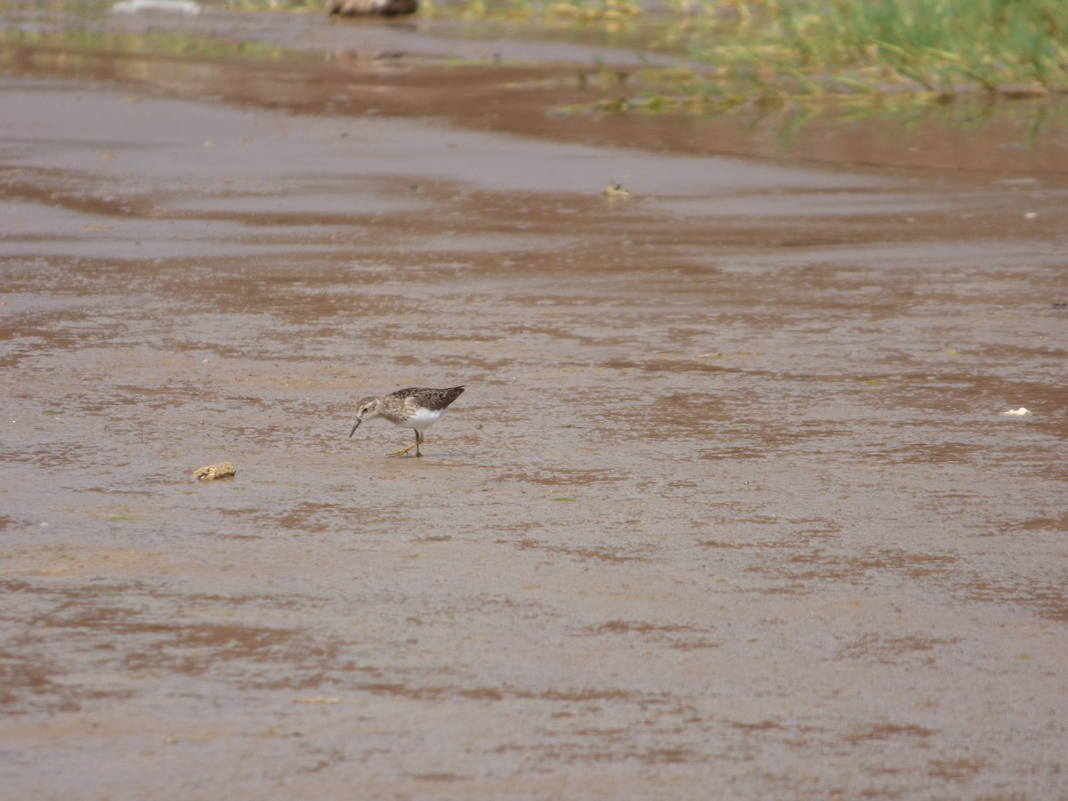 Least Sandpiper - ML541828381