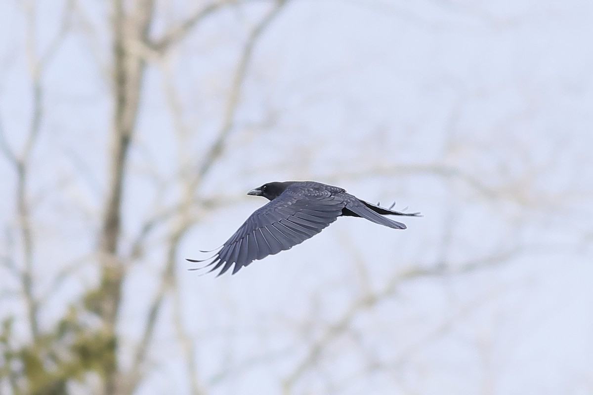 American Crow - John Mercer