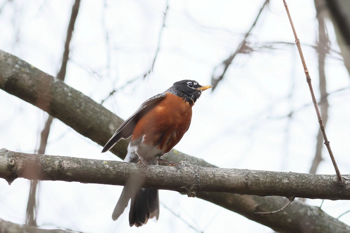 American Robin - ML541830371