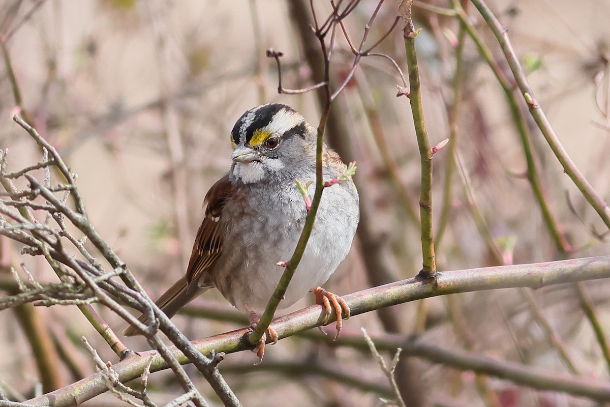 White-throated Sparrow - John Mercer