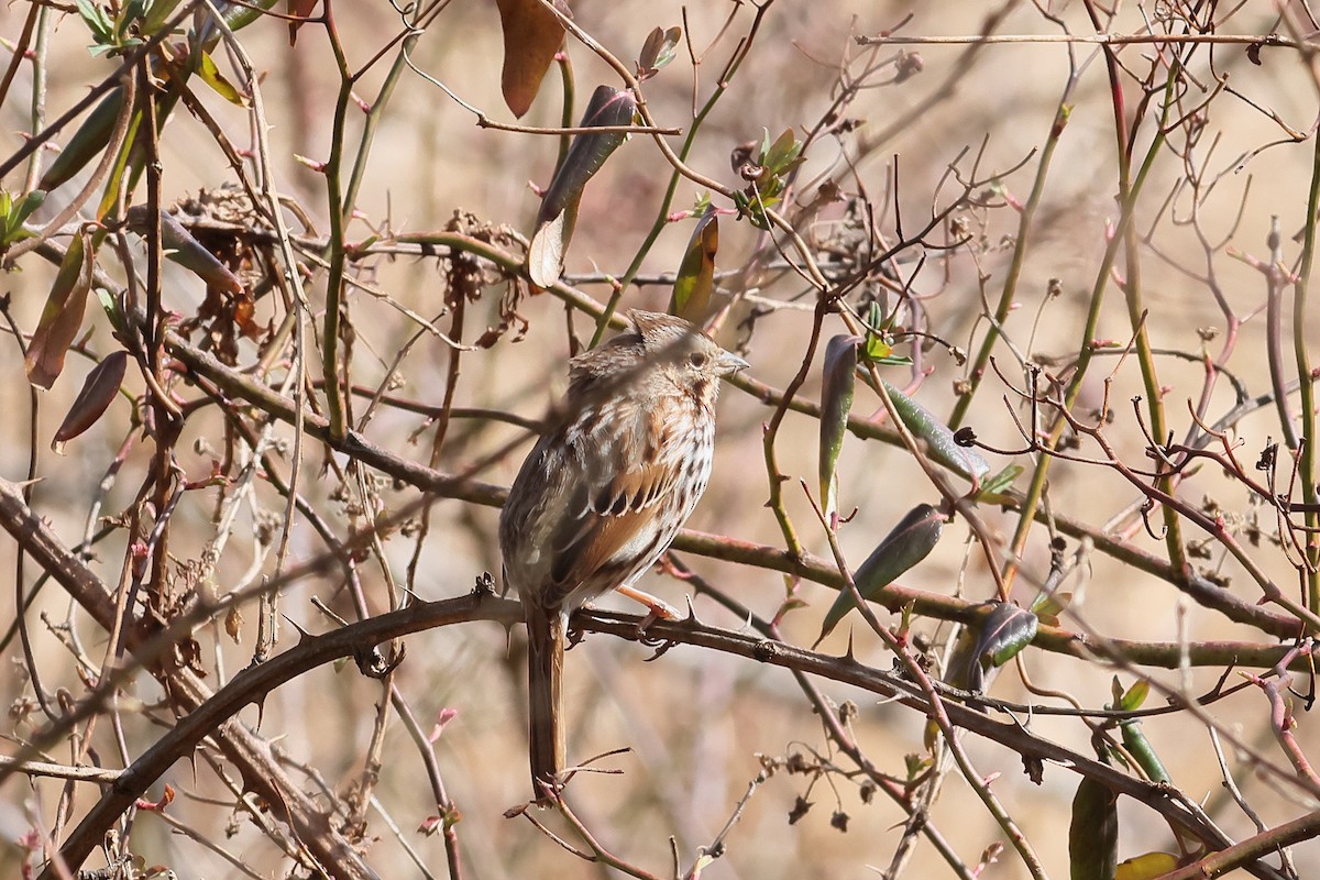 Song Sparrow - John Mercer