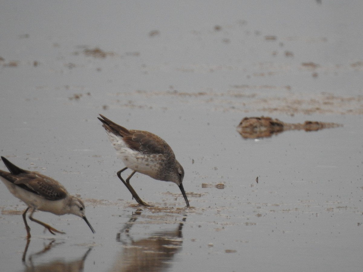 Stilt Sandpiper - ML541831631