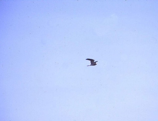 White-tailed Kite - ML54183361