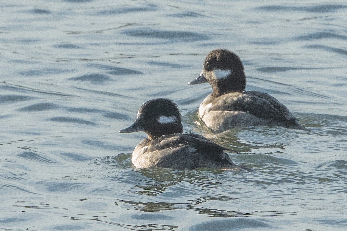 Bufflehead - Bill Wood